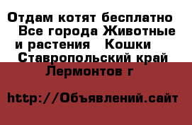 Отдам котят бесплатно  - Все города Животные и растения » Кошки   . Ставропольский край,Лермонтов г.